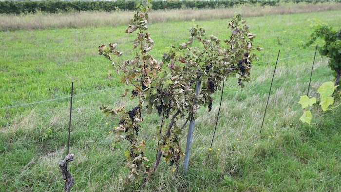 Weingärten, die – so wie in diesem Fall im Bezirk Eisenstadt – brachliegen, sollen künftig per ...