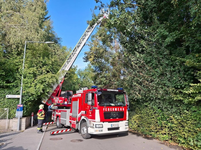 Von diesem Baum mussten die Kinder geholt werden.