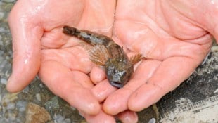 Die Koppe wurde als „Fisch des Jahres 2026“ nominiert