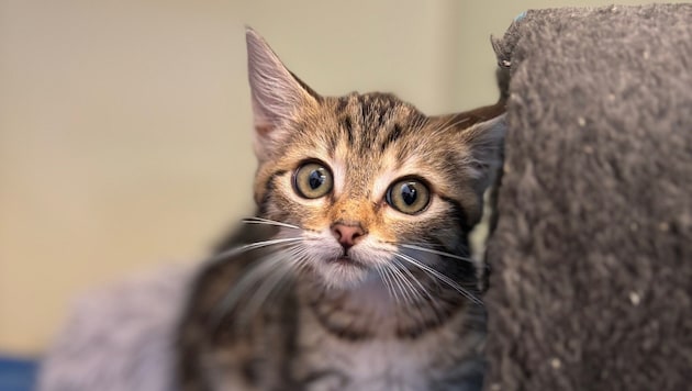 Der Tierhalter entfernte die Kugel, welche im Fell der Katze steckte. (Symbolfoto)