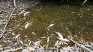 Den Verlust Tausender Fische beklagt man an der Krems bei Ansfelden – wieder einmal. 