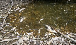 Den Verlust Tausender Fische beklagt man an der Krems bei Ansfelden – wieder einmal. 