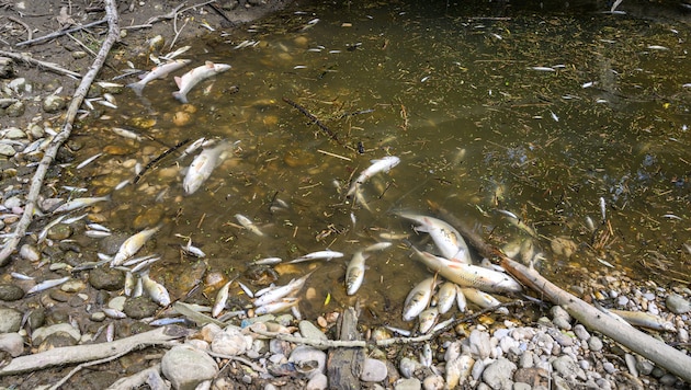 Den Verlust Tausender Fische beklagt man an der Krems bei Ansfelden – wieder einmal.