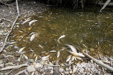 Den Verlust Tausender Fische beklagt man an der Krems bei Ansfelden – wieder einmal. 