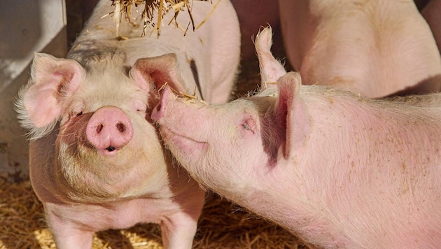 Die Familie Schneeweiß – Kathi, Hansi und Sohn Elias – setzt bei ihrer Schweinehaltung in ...