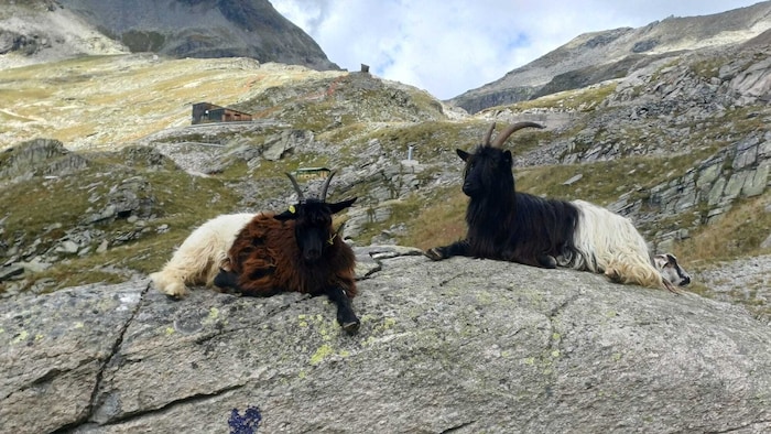Von der Hütte kann man unter anderem auf das Reißeck, das Radleck, die Hohe Leier und den ...