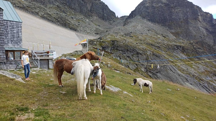 Tiere der Familie sind vor Ort zu finden.