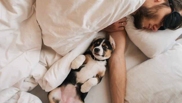 Schläft Mensch besser mit oder ohne Tier? Eine aktuelle US-Studie hat klare Antworten.