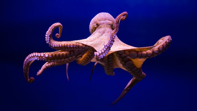 Für die Studie wertete das Team 25 Videos wild lebender Oktopusse aus dem Atlantik und der ...