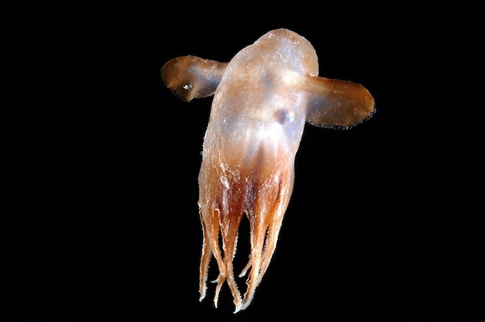 Ein Tiefsee-Oktopus (Grimpoteuthis sp.) in der Tiefsee.