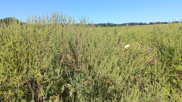 Ein mit Ragweed überwuchertes Sonnenblumenfeld