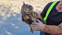 Dank des Einsatzes von Feuerwehr, Naturschutzorgan und Tierarzt hat der Uhu eine ...