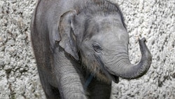 „Zali“ wurde nur ein halbes Jahr alt. 