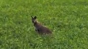 Das Wallaby heute Nachmittag auf der Wiese im Bereich von Rohrberg.