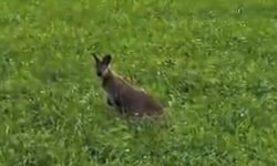 Das Wallaby heute Nachmittag auf der Wiese im Bereich von Rohrberg.