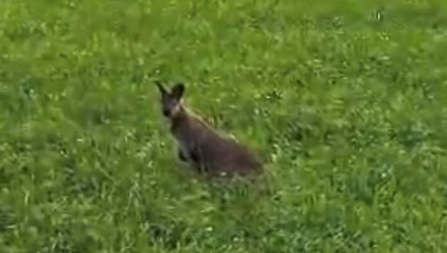 Das Wallaby heute Nachmittag auf der Wiese im Bereich von Rohrberg.
