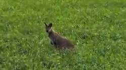 Das Wallaby heute Nachmittag auf der Wiese im Bereich von Rohrberg.