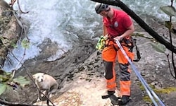 Der Hund konnte neben dem reißenden Wasser nicht mehr weiter.