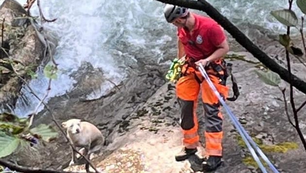 Der Hund konnte neben dem reißenden Wasser nicht mehr weiter.