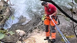 Der Hund konnte neben dem reißenden Wasser nicht mehr weiter.