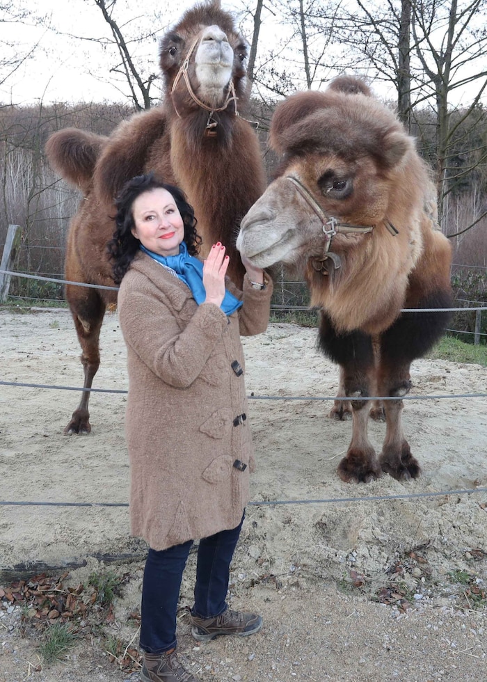 Auch Kamele haben in Wolfsgraben einen guten Platz gefunden.