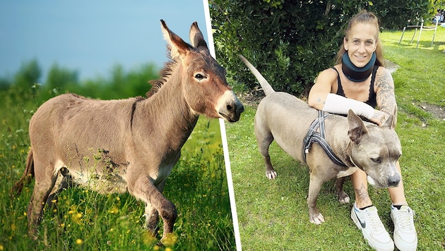 Ein Esel griff 41-Jährige und Hund beim Gassigehen an.