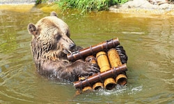 Eingelebt: Bär „Mark“ in seiner „Seniorenresidenz“.