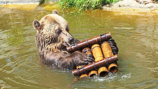 Eingelebt: Bär „Mark“ in seiner „Seniorenresidenz“.