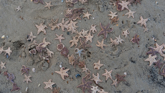 Es kommt häufiger vor, dass durch starke Winde Seesterne an Land gespült werden. (Symbolbild)