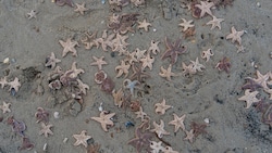 Es kommt häufiger vor, dass durch starke Winde Seesterne an Land gespült werden. (Symbolbild)