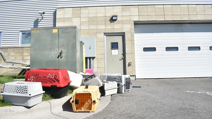 Die Tiere des Tierheims mussten in Sicherheit gebracht werden.