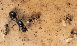 Eine Ameisenkönigin und Arbeiterameisen