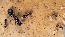 Eine Ameisenkönigin und Arbeiterameisen