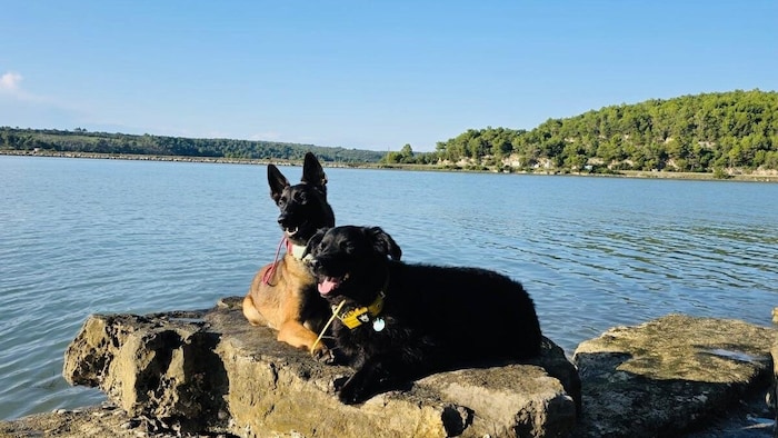 Diana hat eine Chance bekommen. Unvorstellbar, dass die gesunde Hündin einfach eingeschäfert ...