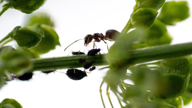 Eine Ameise beim Melken von Blattläusen