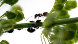 Eine Ameise beim Melken von Blattläusen