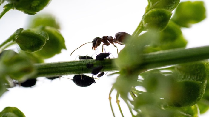 Eine Ameise melkt Blattläuse, die an einem Stängel saugen.