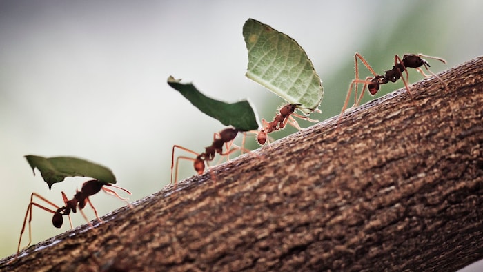 ⁣Blattschneiderameisen transportieren kleine Stücke von Brombeerblättern in ihren Bau. Sie ...