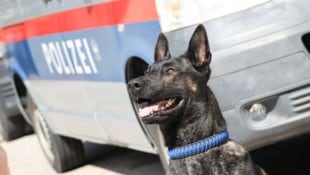 Ein Polizeihund spürte den Vermissten im Wald liegend auf (Symbolbild).