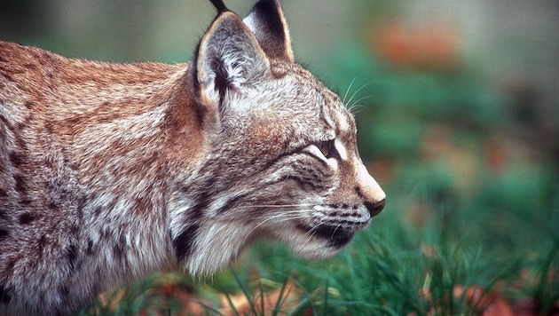 Große Lösungen sind gefragt: In der Steiermark leben nur noch maximal sieben Luchse. ...