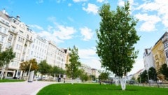Grün statt grau: Aus dem Naschmarkt-Parkplatz zwischen 5. und 6. Bezirk wurde im dicht verbauten ...