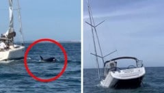 Die Schwertwale rissen Loch in den Rumpf der Segeljacht – sie ging schließlich unter. 