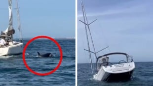 Die Schwertwale rissen Loch in den Rumpf der Segeljacht – sie ging schließlich unter. 