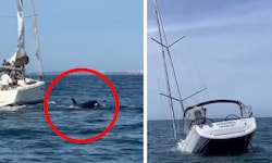 Die Schwertwale rissen Loch in den Rumpf der Segeljacht – sie ging schließlich unter. 
