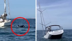 Die Schwertwale rissen Loch in den Rumpf der Segeljacht – sie ging schließlich unter. 