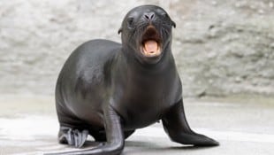 Die kleine Mähnenrobbe wurde im Juli geboren. 