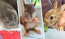 Um Eichhörnchen „Valentino“ (Mitte) entbrannte ein Behördenstreit. Ein Landwirt entdeckte in ...