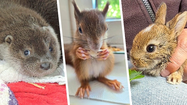 Um Eichhörnchen „Valentino“ (Mitte) entbrannte ein Behördenstreit. Ein Landwirt entdeckte in ...