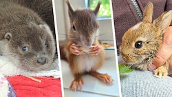 Um Eichhörnchen „Valentino“ (Mitte) entbrannte ein Behördenstreit. Ein Landwirt entdeckte in ...