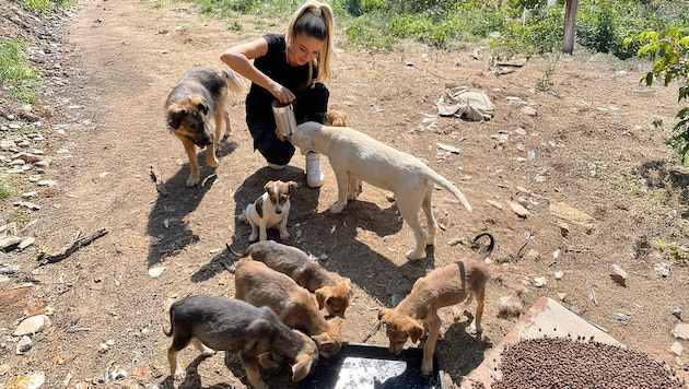 „Ein Herz für Hunde“ rettet über 1000 Straßenhunde in Bosnien, betreibt drei Tierheime, ...